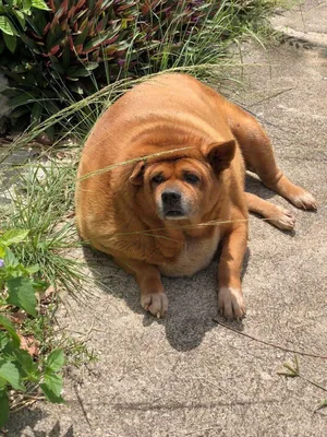 Самая толстая собака - 76 фото