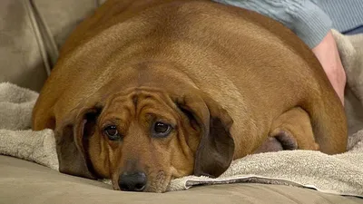 Очень жирная собака бежит» — создано в Шедевруме