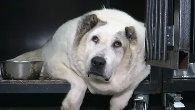 Толстая собака танцует. — Видео | ВКонтакте