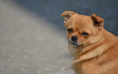 собака супоросая Толстая собака Стоковое Изображение - изображение  насчитывающей изощренно, женщина: 64012457