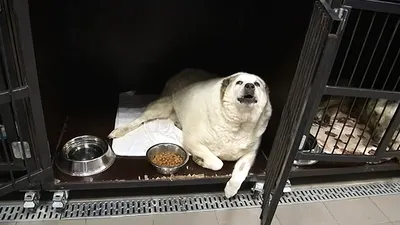 жирная собака чихуауа, стоящая на ящике Стоковое Изображение - изображение  насчитывающей любимчик, тучно: 165274229