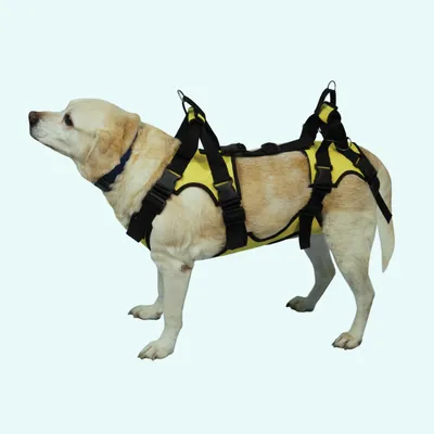 Жирная собака 3D Модель $29 - .prj .max .obj - Free3D