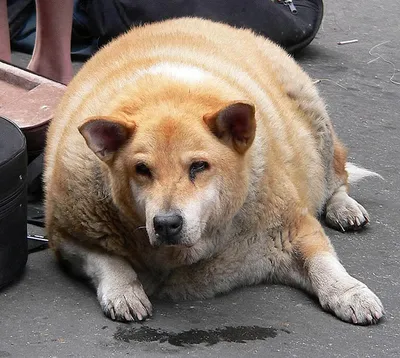 Жирная собака, которая состоит из …» — создано в Шедевруме