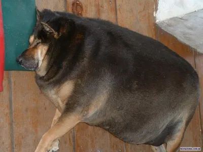 Очень толстые собаки (15 фотографий) » Невседома