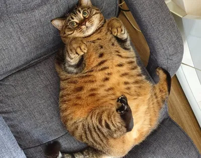 Фото Жирных кошек: легкий выбор размера изображения и формата для скачивания