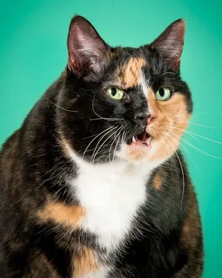 Фотографии Жирных кошек для настоящих ценителей пушистых животных