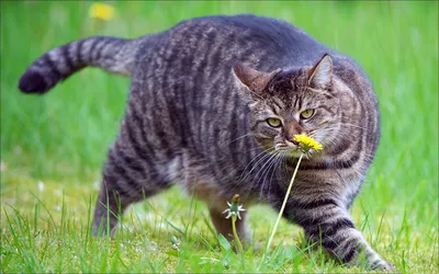 Фотообои Жирных кошек: создай атмосферу комфорта и радости