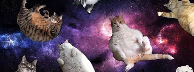 Жирные кошки во всей красе: фотографии и изображения в высоком разрешении