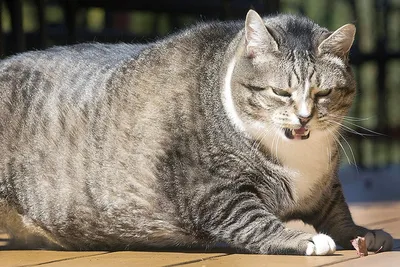 Картинки Жирных кошек: скачать бесплатно в форматах jpg, png, webp