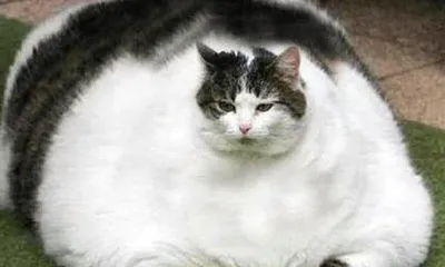 Изображения Жирных кошек: фотографии с милыми и пушистыми животными