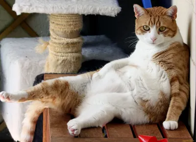 Жирные кошки во всей красе: впечатляющие фото и обои на рабочий стол