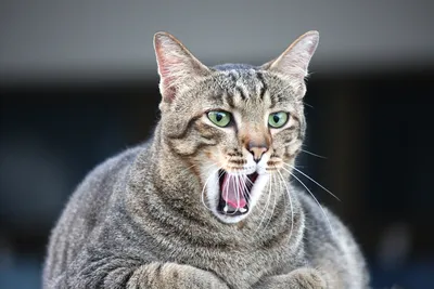 Фото Жирных кошек в хорошем качестве: скачать бесплатно и без регистрации
