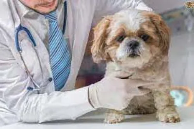 Жировик у собаки: причины, симптомы, лечение липомы у собак
