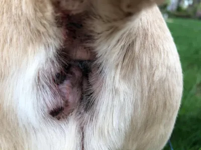 Опухоли молочных желез у собак - Ветеринарный Центр «Прайд»