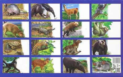 Звери Южной Америки — стоковая векторная графика и другие изображения на  тему Животное - Животное, Бразилия, Капибара - iStock