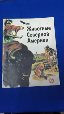 Обучающая книга \"Животные Северной Америки\", 20 страниц купить по цене 49 ₽  в интернет-магазине KazanExpress