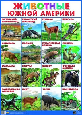 Плакат. Животные Южной Америки (5530855) - Купить по цене от 45.60 руб. |  Интернет магазин SIMA-LAND.RU