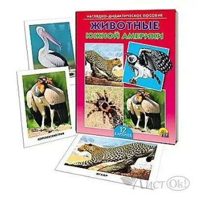 Дидактические карточки Животные Южной Америки - купить книгу с доставкой в  интернет-магазине «Читай-город».