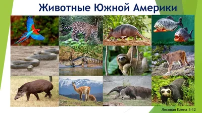 Самые опасные животные Южной Америки! - YouTube