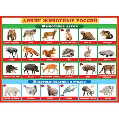 Дрофа Плакат Животные России - Акушерство.Ru