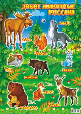 Самые удивительные животные России - Официальный сайт муниципального  образования город Ломоносов