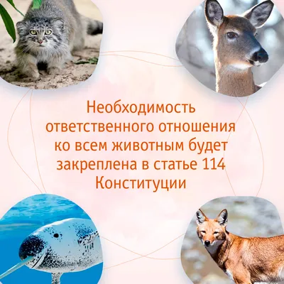 Необычные животные Красной книги России, находящиеся на грани исчезновения:  список, названия, факты и фото