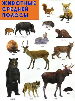 Книга Животные России - купить детской энциклопедии в интернет-магазинах,  цены на Мегамаркет | 7870