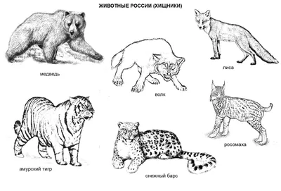Иллюстрация 10 из 11 для Плакат \"Дикие животные России\" (50х70 см) |  Лабиринт - книги. Источник: Диковинка