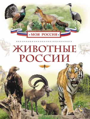 Дикие животные России | скачать и распечатать