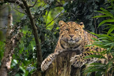 Крупные хищные животные смешанного леса - 70 фото