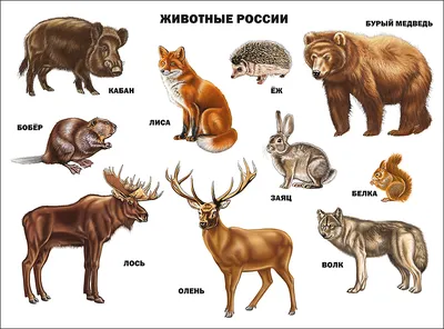 Животные России, которые уже исчезли | Новая жизнь | Дзен