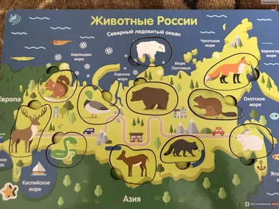 Иллюстрация 28 из 29 для Обучающие карточки. Животные России | Лабиринт -  игрушки. Источник: ВикторияХ