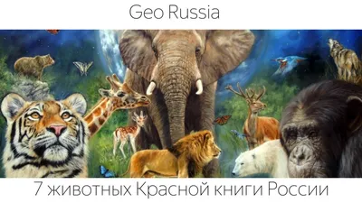 Звуковой плакат. Животный мир России (Арт. ЗП-1560) — купить в  интернет-магазине по низкой цене на Яндекс Маркете
