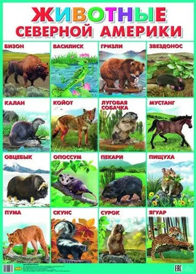 Животные Северной Америки. Обучающие карточки на картоне с познавательным  текстом купить по цене 50 ₽ в интернет-магазине KazanExpress