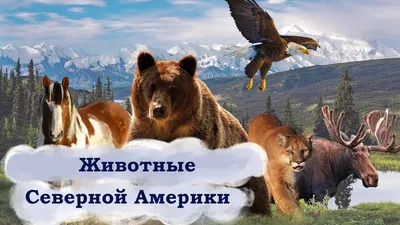 Животные Северной Америки. Плакат\" — купить в интернет-магазине по низкой  цене на Яндекс Маркете
