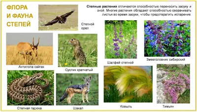 Животные Степи России Картинки
