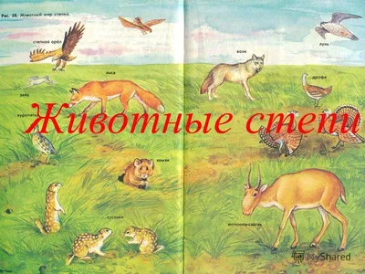 Животный и растительный мир России | ВКонтакте