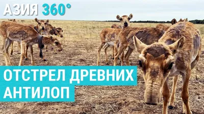 Иллюстрация 9 из 24 для Природные зоны России. Животные и растения. ФГОС |  Лабиринт - книги. Источник: