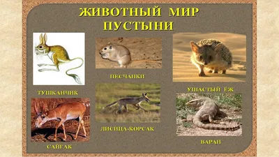Сколько сайгаков обитает в Казахстане