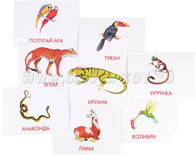 PPT - Южная Америка PowerPoint Presentation, free download - ID:2276397