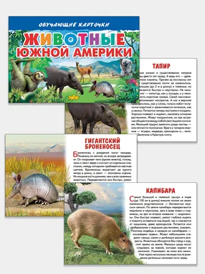 Пазл \"Животные Южной Америки\", 65 элементов купить за 549 рублей -  Podarki-Market