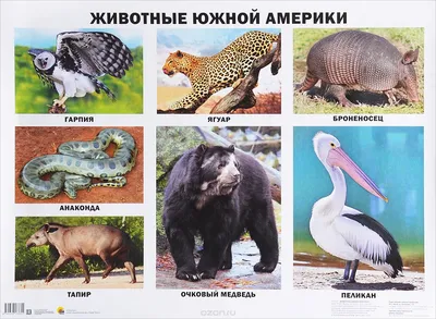 Плакат Животные Южной Америки