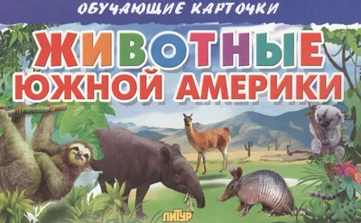 Животные Южной Америки Vector гуанако и игуана шаржа, муравьед и оцелот,  тапир и броненосец на белизне Иллюстрация вектора - иллюстрации  насчитывающей иллюстрация, ящерица: 113628171