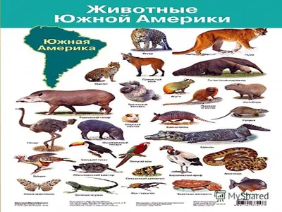 Животные Южной Америки [Сергей Владиславович Рублев] (fb2) читать онлайн |  КулЛиб электронная библиотека