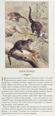 Презетация Животный мир в Южной Америке