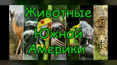 Необычные животные Южной Америки. Документальный фильм о животных - YouTube