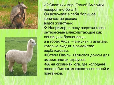 Животные Южной Америки - Рублев С. - купить и читать онлайн электронную  книгу на Wildberries Цифровой | 27993