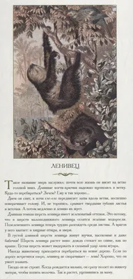 Девять уникальных диких кошек, обитающих в Южной Америке | Пикабу