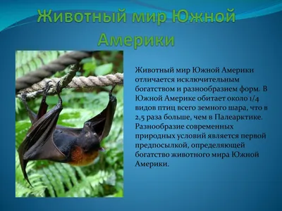 Книга Рыжий кот Животные Южной Америки А4 — купить в интернет-магазине по  низкой цене на Яндекс Маркете