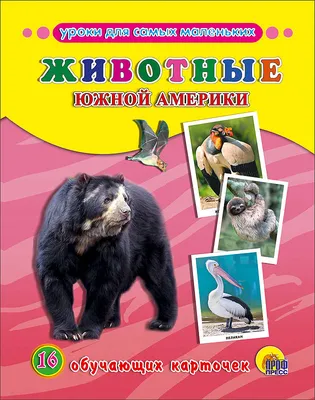 Животный мир Южной Америки. Яркие и юркие - купить книгу с доставкой в  интернет-магазине «Читай-город». ISBN: 978-5-77-934812-6